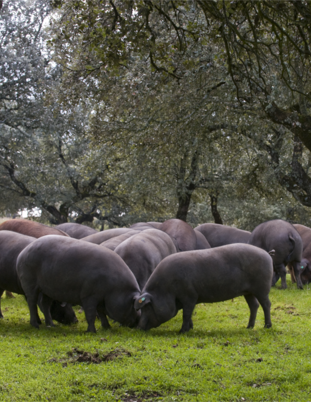 Nuestros cerdos comiendo bellotas en la dehesa de Extremadura